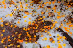 Aspen leaves on snow-8860 Aspen leaves on snow-8860
